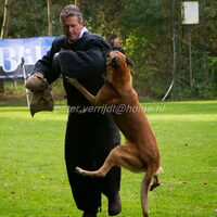Foto 1 van een Mechelse Herder