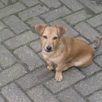 Foto 7 van een Jack Russell Terrier