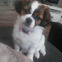 Foto 8 van een Boomer