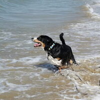 Foto 6 van een Appenzeller Sennenhond