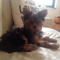 Foto 3 van een Yorkshire Terrier