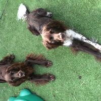 Foto 4 van een Duitse Staande Hond, Langhaar