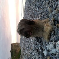 Foto 2 van een Gos d’Atura Català (Catalaanse herder)