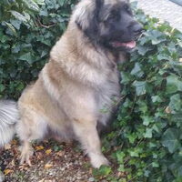 Foto 6 van een Leonberger
