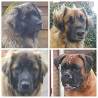 Foto 5 van een Leonberger