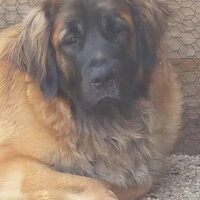 Foto 4 van een Leonberger