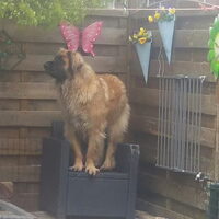 Foto 3 van een Leonberger