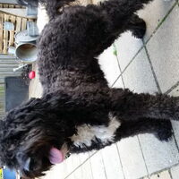 Foto 4 van een Labradoodle