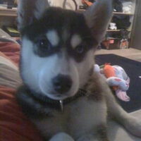 Foto 6 van een Siberian Husky