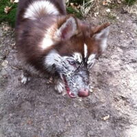 Foto 5 van een Siberian Husky