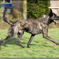 Foto 4 van een Hollandse Herdershond, korthaar