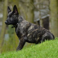 Foto 3 van een Hollandse Herdershond, korthaar