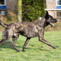 Foto 2 van een Hollandse Herdershond, korthaar