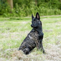 Foto 1 van een Hollandse Herdershond, korthaar