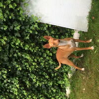 Foto 9 van een Podenco Andaluz