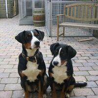 Foto 5 van een Appenzeller Sennenhond