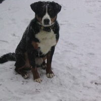 Foto 4 van een Appenzeller Sennenhond