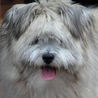 Foto 5 van een elo