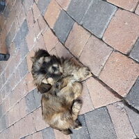 Foto 6 van een Boomer