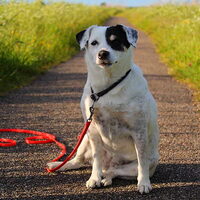 Foto 7 van een Parson Russell Terriër