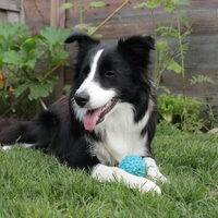Foto 8 van een Border Collie