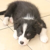 Foto 6 van een Border Collie