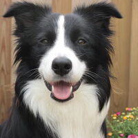 Foto 5 van een Border Collie