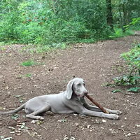 Foto 4 van een Weimaraner