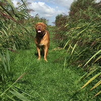 Foto 7 van een Bordeauxdog