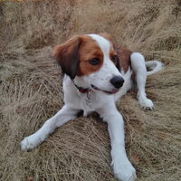 Foto 9 van een Kooikerhondje