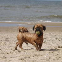 Foto 5 van een Boomer