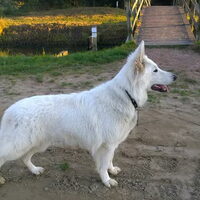 Foto 3 van een Zwitserse Witte Herdershond