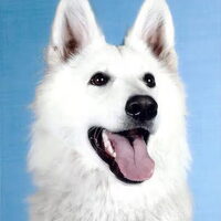 Foto 2 van een Zwitserse Witte Herdershond