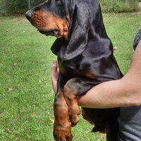 Foto 2 van een Black and Tan Coonhound
