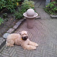 Foto 9 van een Irish Softcoated Wheaten Terriër