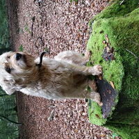Foto 8 van een Irish Softcoated Wheaten Terriër