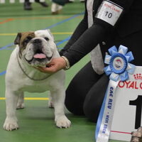 Foto 1 van een Engelse Bulldog