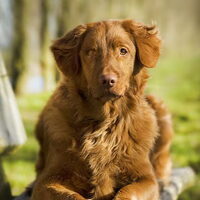 Foto 2 van een Nova Scotia Duck Tolling Retriever