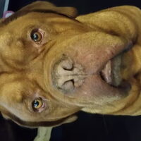 Foto 6 van een Bordeauxdog