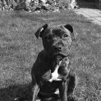 Foto 4 van een Staffordshire Bull Terrier