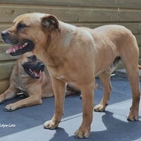 Foto 1 van een Perro Dogo Mallorquín