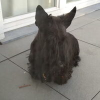 Foto 4 van een Schotse Terrier
