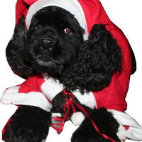 Foto 2 van een Amerikaanse Cockerspaniel
