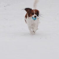 Foto 5 van een Kooikerhondje