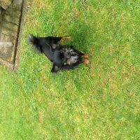 Foto 8 van een Chihuahua, langhaar