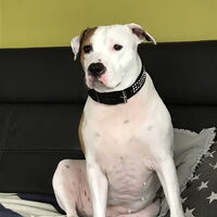 Foto 9 van een American Staffordshire Terrier