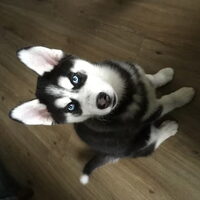 Foto 4 van een Siberian Husky