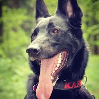 Hond Kafka (1)