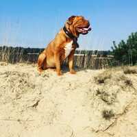 Foto 5 van een Bordeauxdog