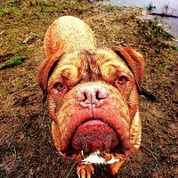 Foto 4 van een Bordeauxdog